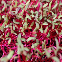 Beets, Bulls Blood Microgreen Seedlings