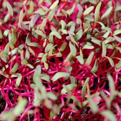 Beets, Bulls Blood Microgreen Seedlings