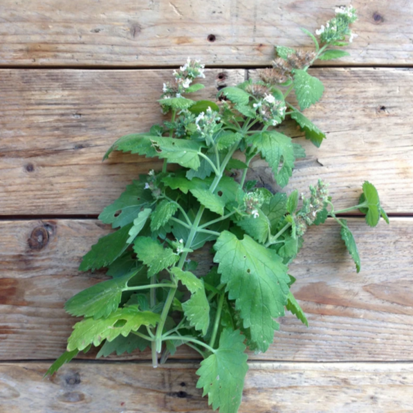 Mature Catnip herb