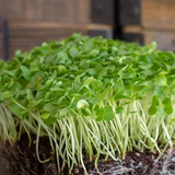 Kale Microgreens seedlings
