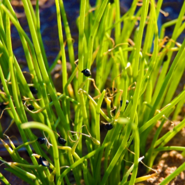 Onion Microgreens seedlings