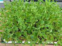 maple pea shoots ready for harvest in tray