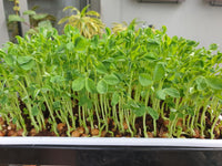 Maple pea shoots grown on tray