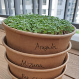 Arugula (Rockets) Seeds.