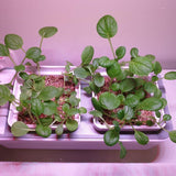 Tatsoi Japanese spinach baby greens
