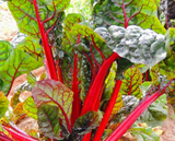 Mature swiss chard ruby red plant