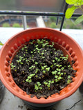 catnip seedlings