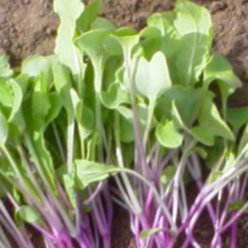 Triton radish microgreen